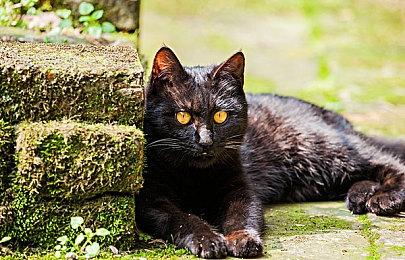 《黎明杀机》女巫时刻新预告 新角色米凯拉正式上线